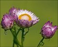 Picture Title - Helichrysum (Strawflower)