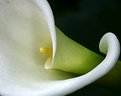 Picture Title - calla