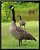 Canadian Goose Portrait