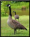 Picture Title - Canadian Goose Portrait