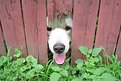 Picture Title - A Curious Dog