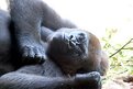 Picture Title - Juvenile Lowland Gorilla