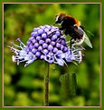 Picture Title - Bee on blue mountain