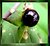 Belladonna in fruit