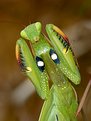 Picture Title - mantis
