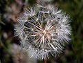 Picture Title - soffione