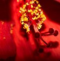 Picture Title - Red Hibiscus Closeup