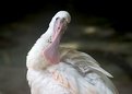 Picture Title - African Spoonbill