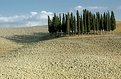 Picture Title - Lone Cypresses