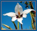 Picture Title - Flower Bird