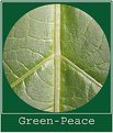 Picture Title - Green-Peace