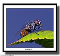 Picture Title - Bubbling fly