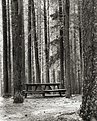 Picture Title - The Altar in the Forest