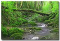 Picture Title - Green Streamlet #3