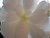 white begonia