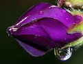Picture Title - Purple drops