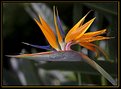 Picture Title - Kauai: Bird of Paradise