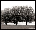 Picture Title - Three trees III