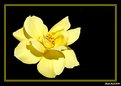 Picture Title - Yellow Rose