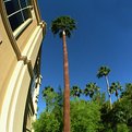 Picture Title - Palm Tree at Mandalay Bay