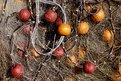 Picture Title - net balls