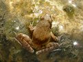 Picture Title - The Frog