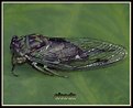 Picture Title - cicada