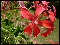 Picture Title - Red Flower