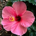 Picture Title - Pink Hibiscus