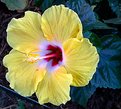 Picture Title - Yellow Hibiscus