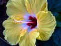 Picture Title - Yellow Hibiscus - zoomed