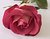 Pink rose 1