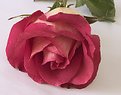 Picture Title - Pink rose 1