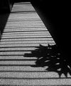 Picture Title - La Alfombra