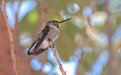Picture Title - Reating Hummingbird