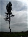 Picture Title - Arbol Curvilineo