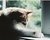 Cat on a Cool Window Ledge