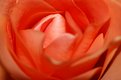 Picture Title - Rose...2