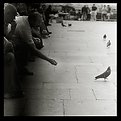 Picture Title - pigeon