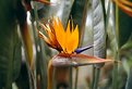 Picture Title - Bird of Paradise Flower