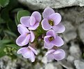 Picture Title - Thlapsi Rotundifolia