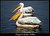 Birds Of Manyas: Pelican