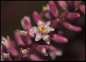 Picture Title - Micro Flower