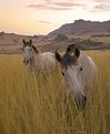 Picture Title - Mares At Dusk
