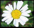 Picture Title - Definition of a Daisy