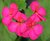 Flowers at Home