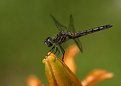 Picture Title - Dragon Fly