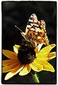 Picture Title - Butterfly