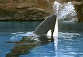 Picture Title - ORCA