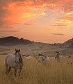 Picture Title - Mares At Dusk 2